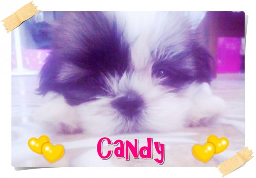 Esta es mi cachorrita Shih Tzu, es muy consentida y dormilona :)

La queremos mucho...